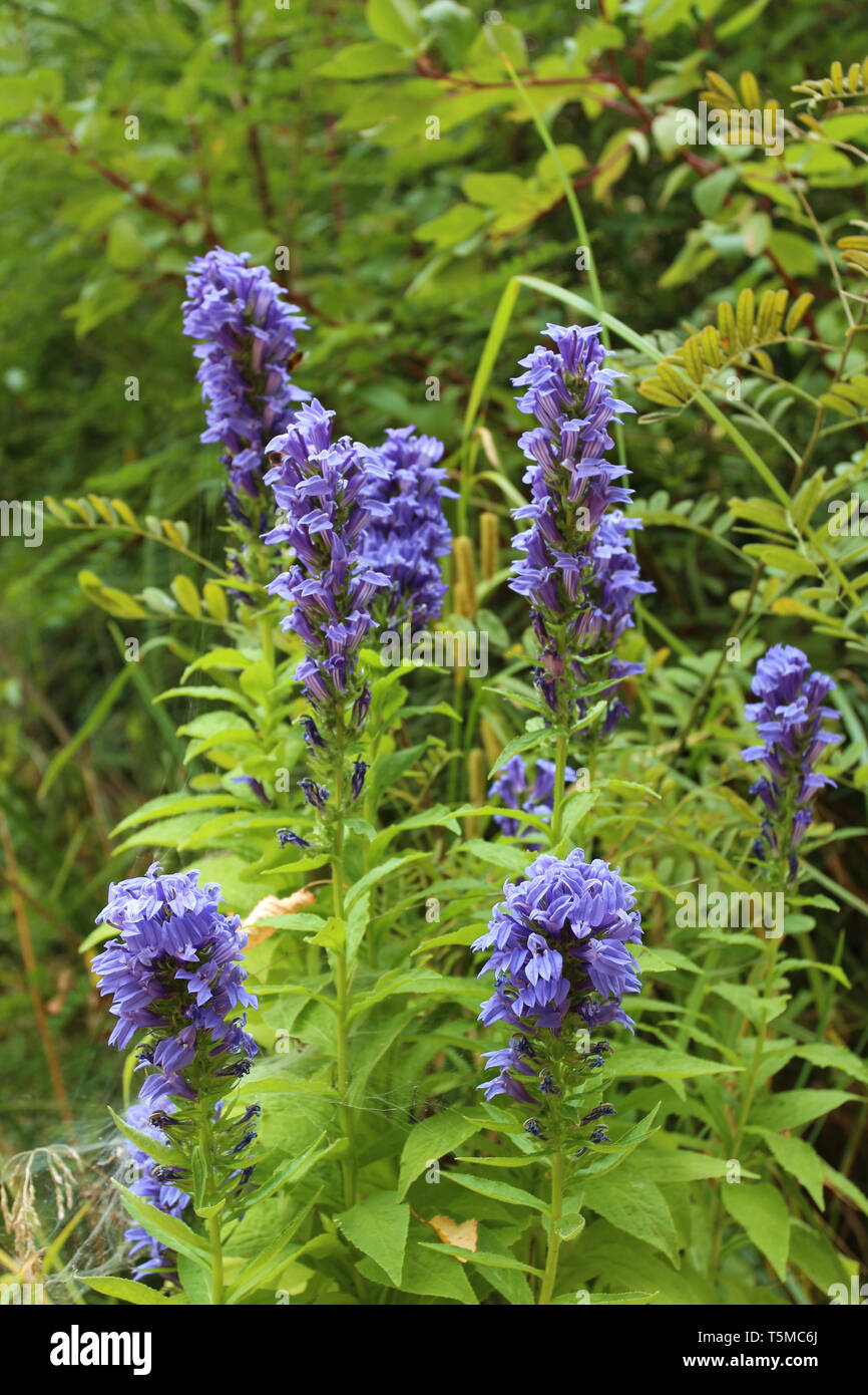 Purple Flowers In Colorado High Resolution Stock Photography And Images Alamy