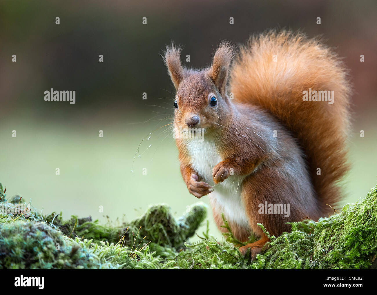 Scottish Red squirrel in winter - portrait, Dumfries Scotland Stock Photo