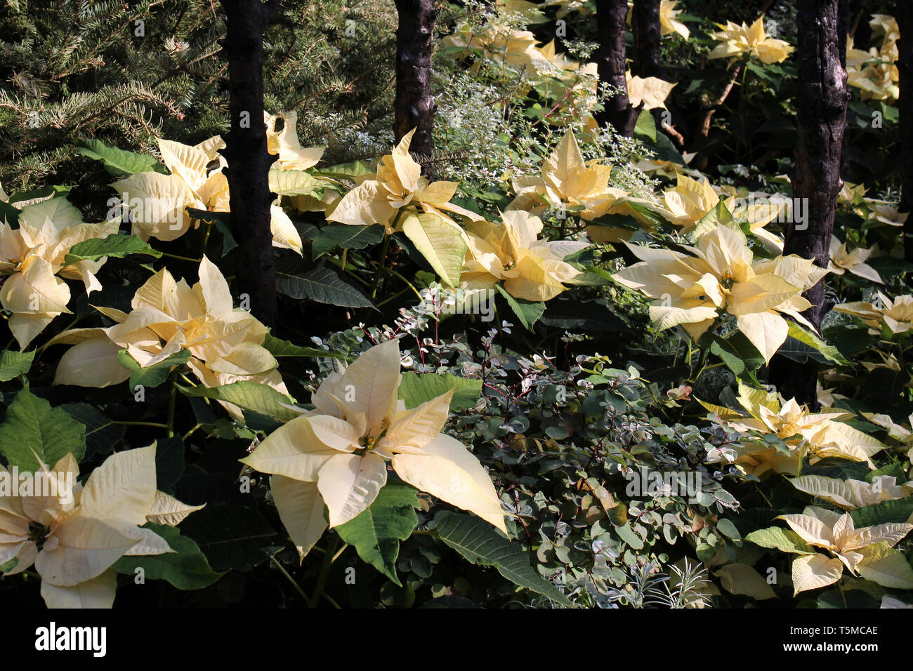 A group of Diamond Frost Poinsettias growing amidst Snow Bush and evergreen trees Stock Photo