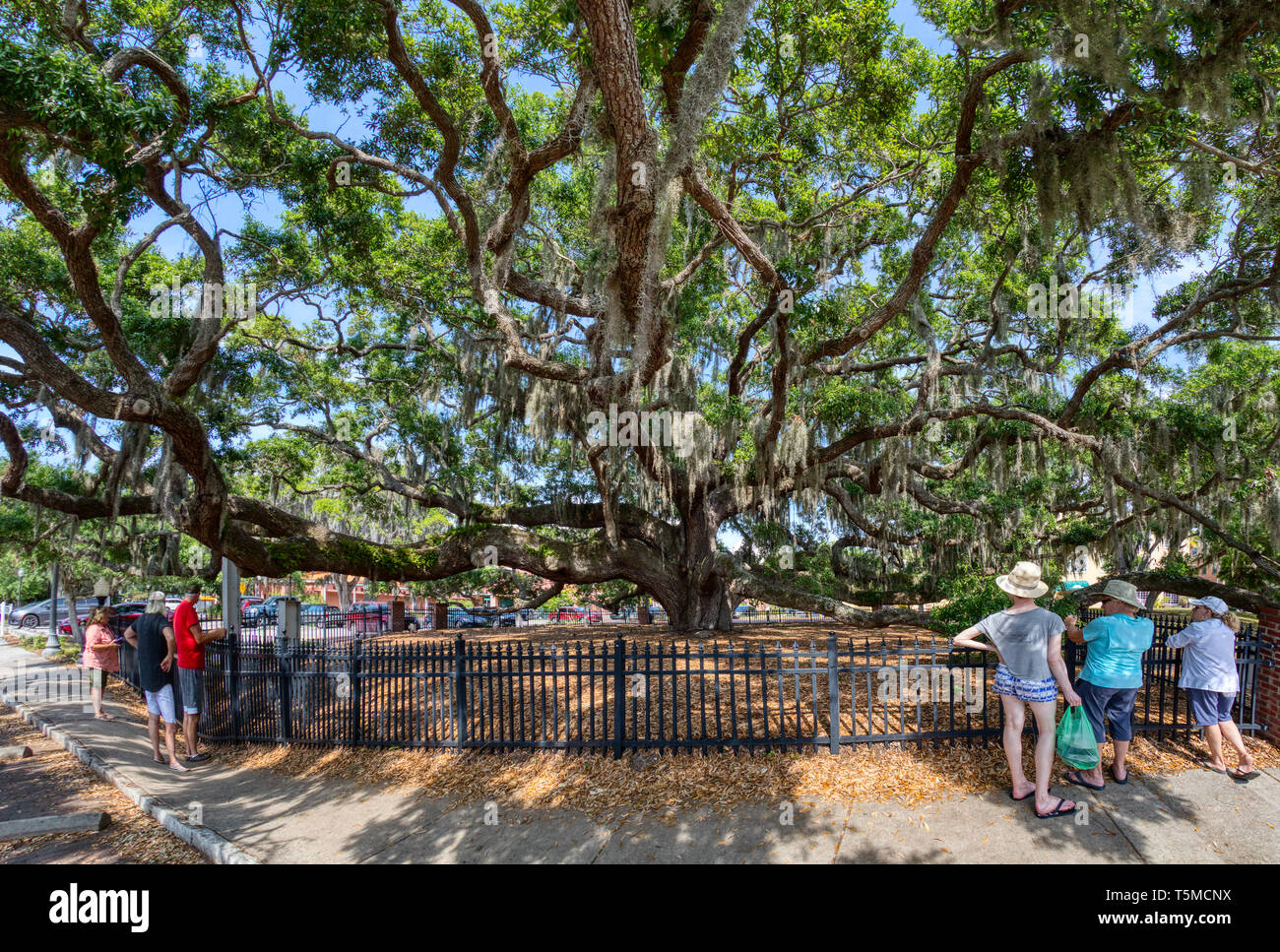 People viewing The Baranoff Oak tree in Baranoff Park reportedly the oldest living Live Oak tree in Pinellas County in Safety Harbor Florida Stock Photo