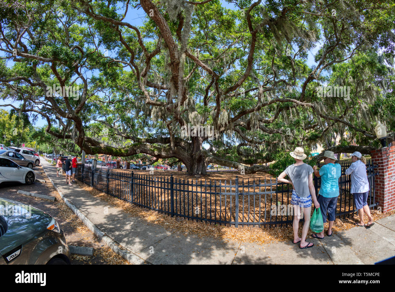 People viewing The Baranoff Oak tree in Baranoff Park reportedly the oldest living Live Oak tree in Pinellas County in Safety Harbor Florida Stock Photo