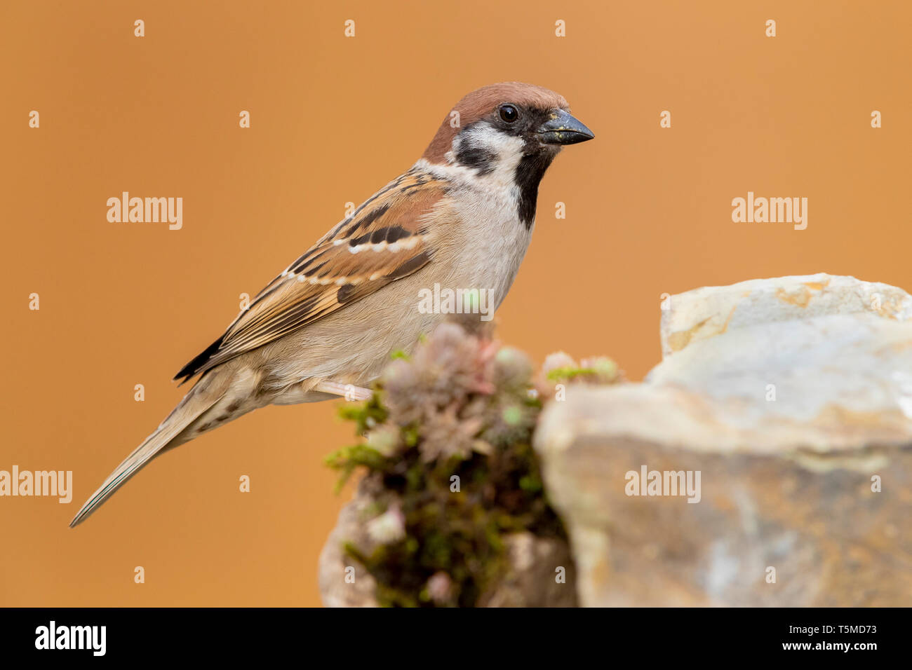 Tree Sparrow (Passer montanus), perched on a rock Stock Photo