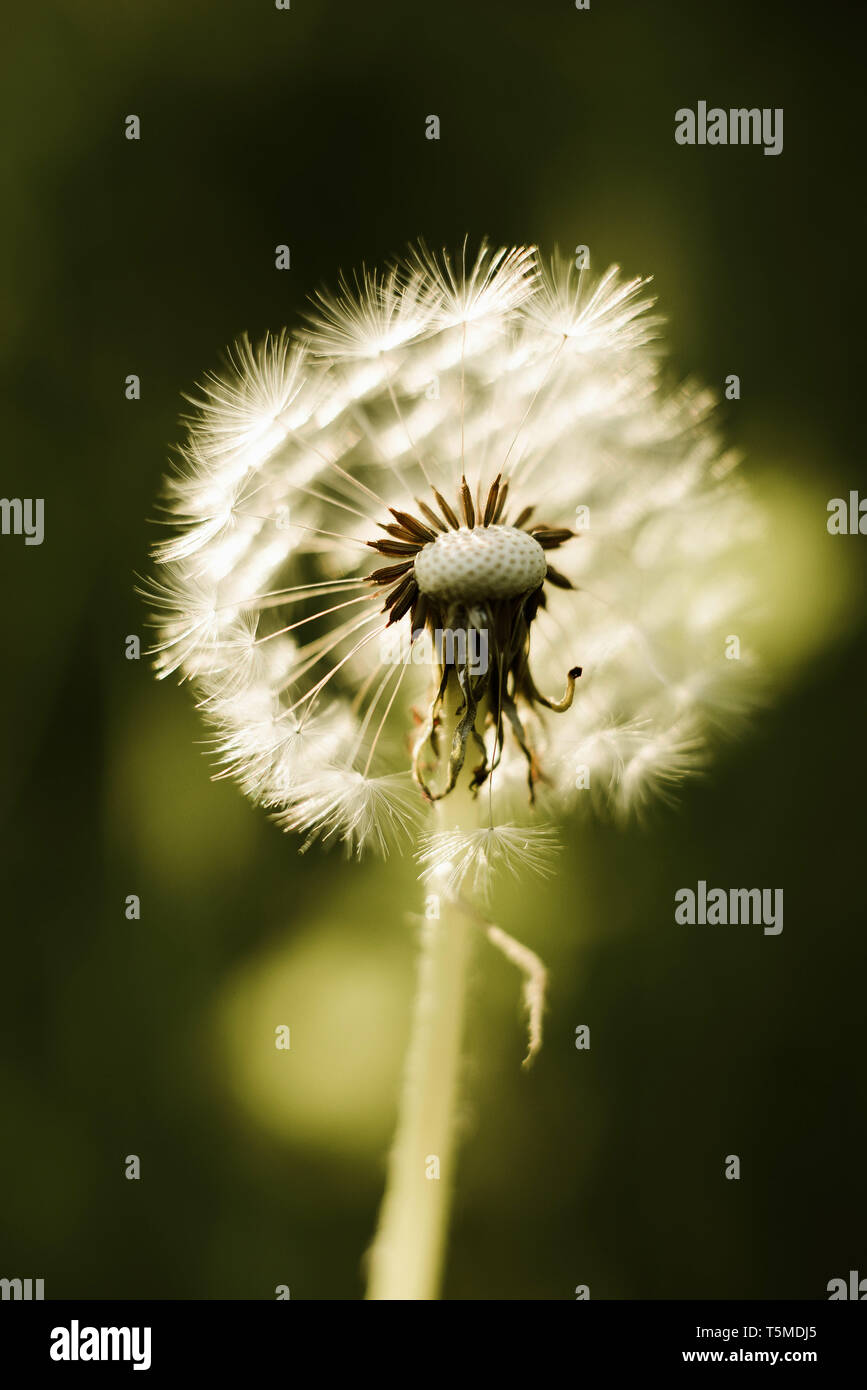 Dandelion leaf hi-res stock photography and images - Alamy