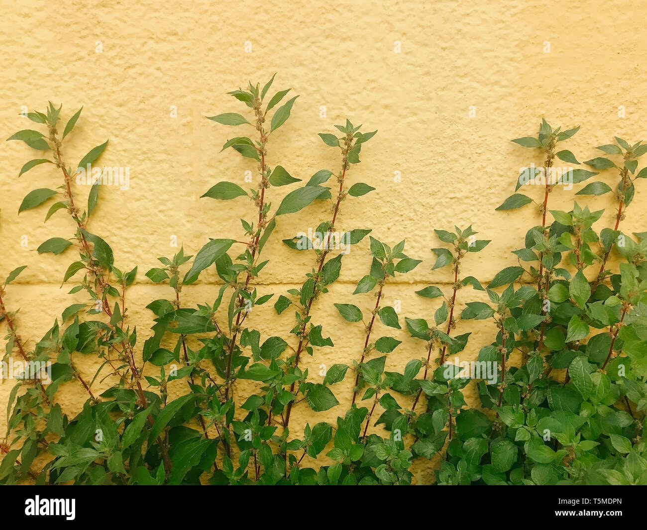 Green Leafy Vines Growing on a Yellow Textured Wall Stock Photo - Alamy