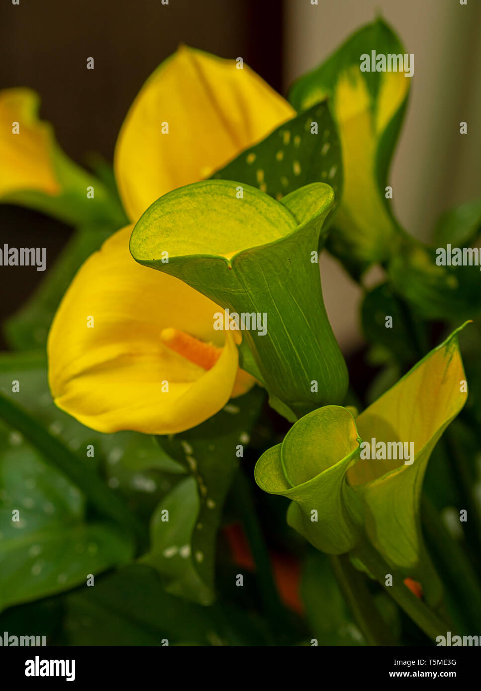 Close-up of Bright Yellow Calla Lilies with large green speckled leaves. Stock Photo