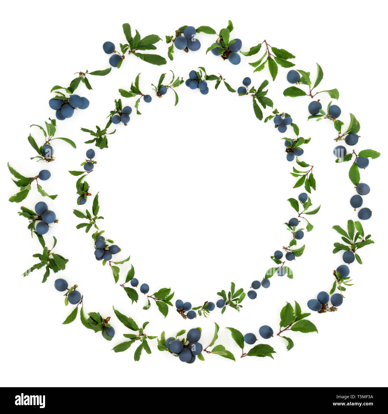 Abstract sloe berry wreath on white background also known as blackthorn. Pruna spinosa. Stock Photo