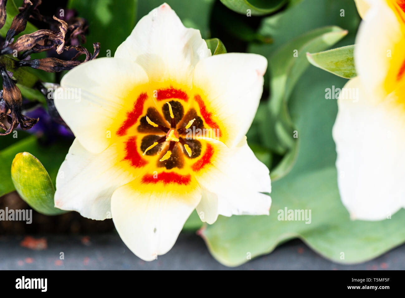 White flower with yellow centre hi-res stock photography and images - Alamy