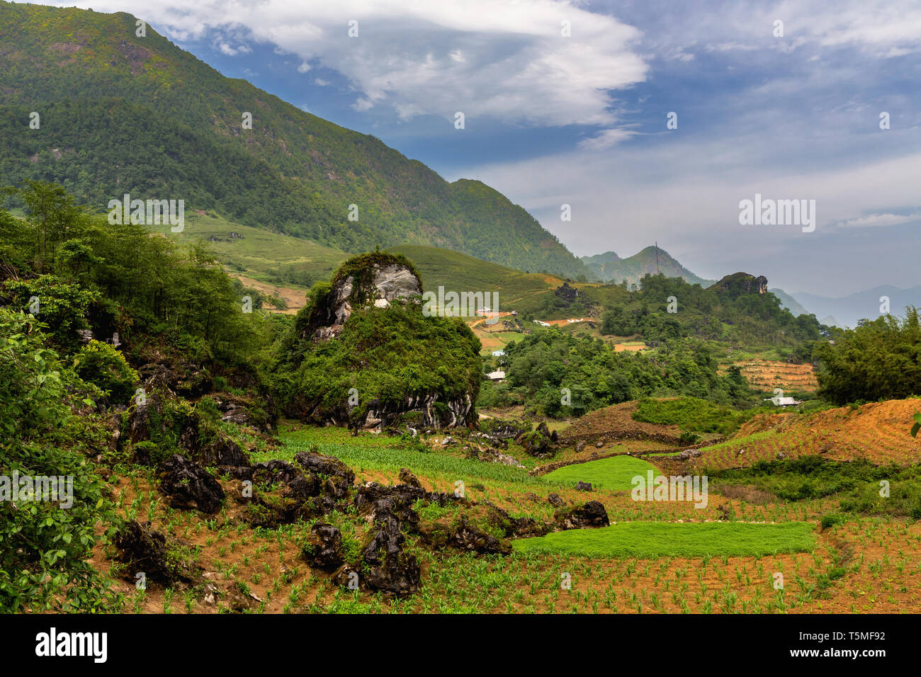 Corn and Marijuana Fields in SaPa Vietnam, Asia Stock Photo Alamy