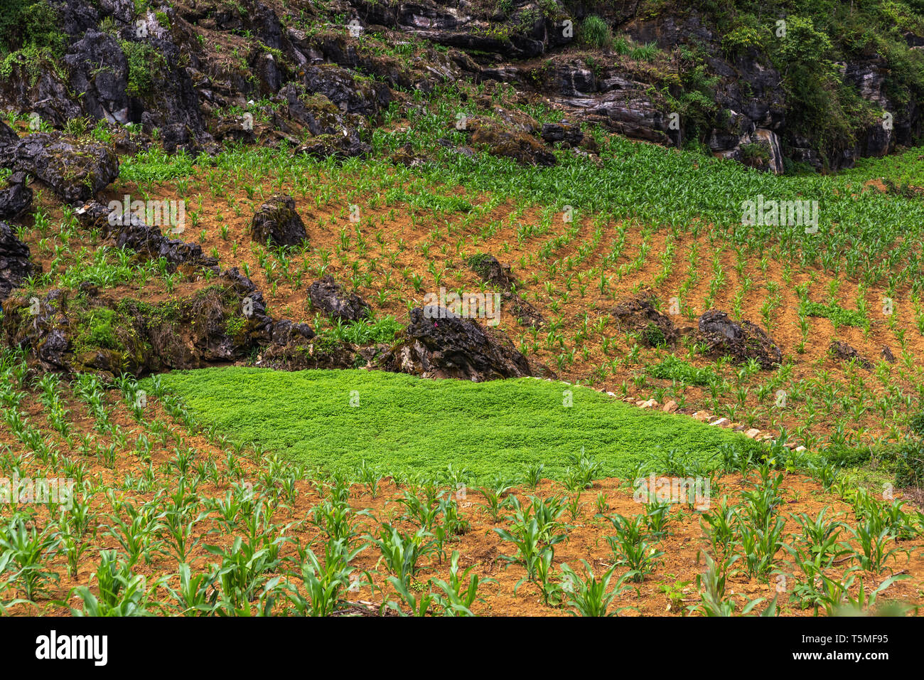 Corn and Marijuana Fields in SaPa Vietnam, Asia Stock Photo Alamy