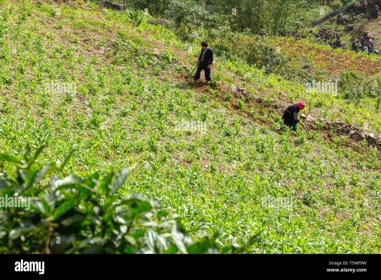 Two farmers planting corn on hillside in SaPa, Vietnam, Asia Stock Photo