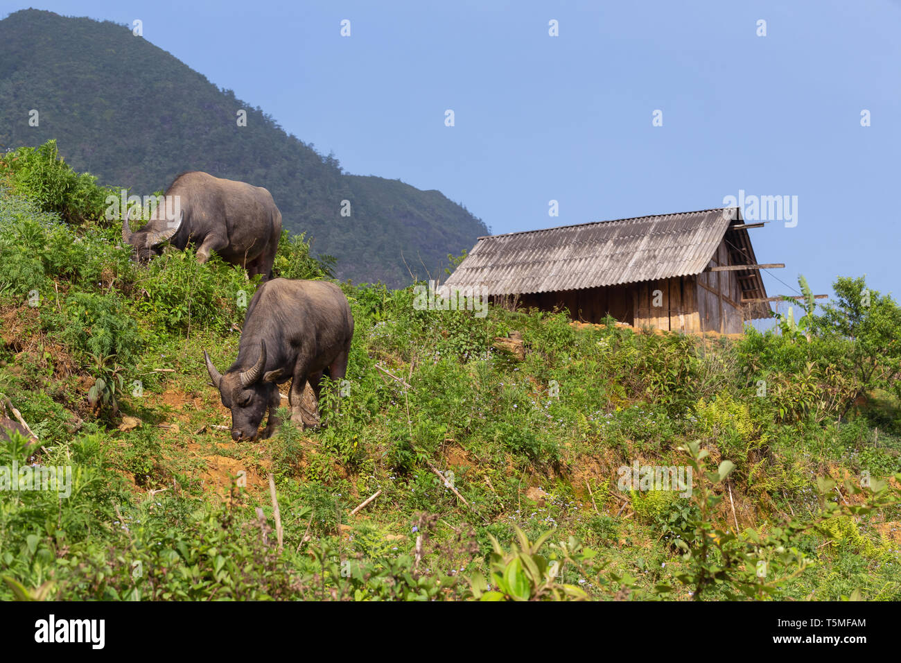 Two water buffalo grazing on hillside in SaPa, Vietnam, Asia Stock Photo