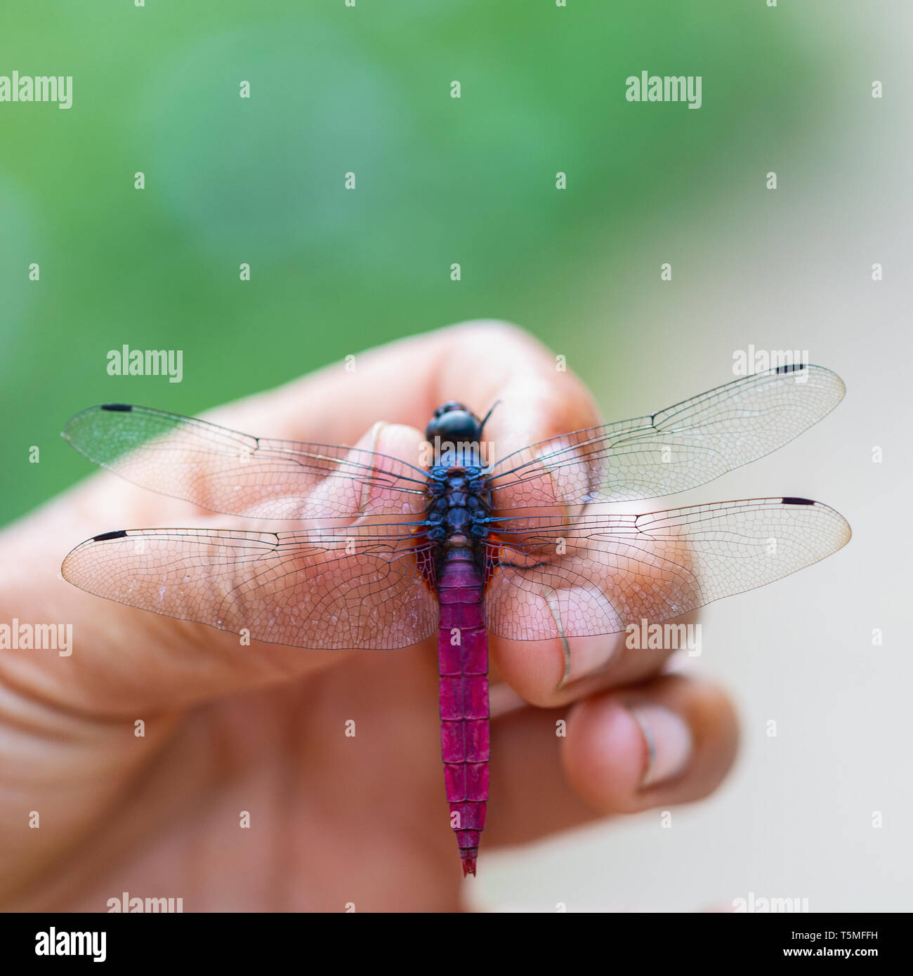 Young woman holding a colorful pink dragonfly insect, SaPa Vietnam, Asia Stock Photo