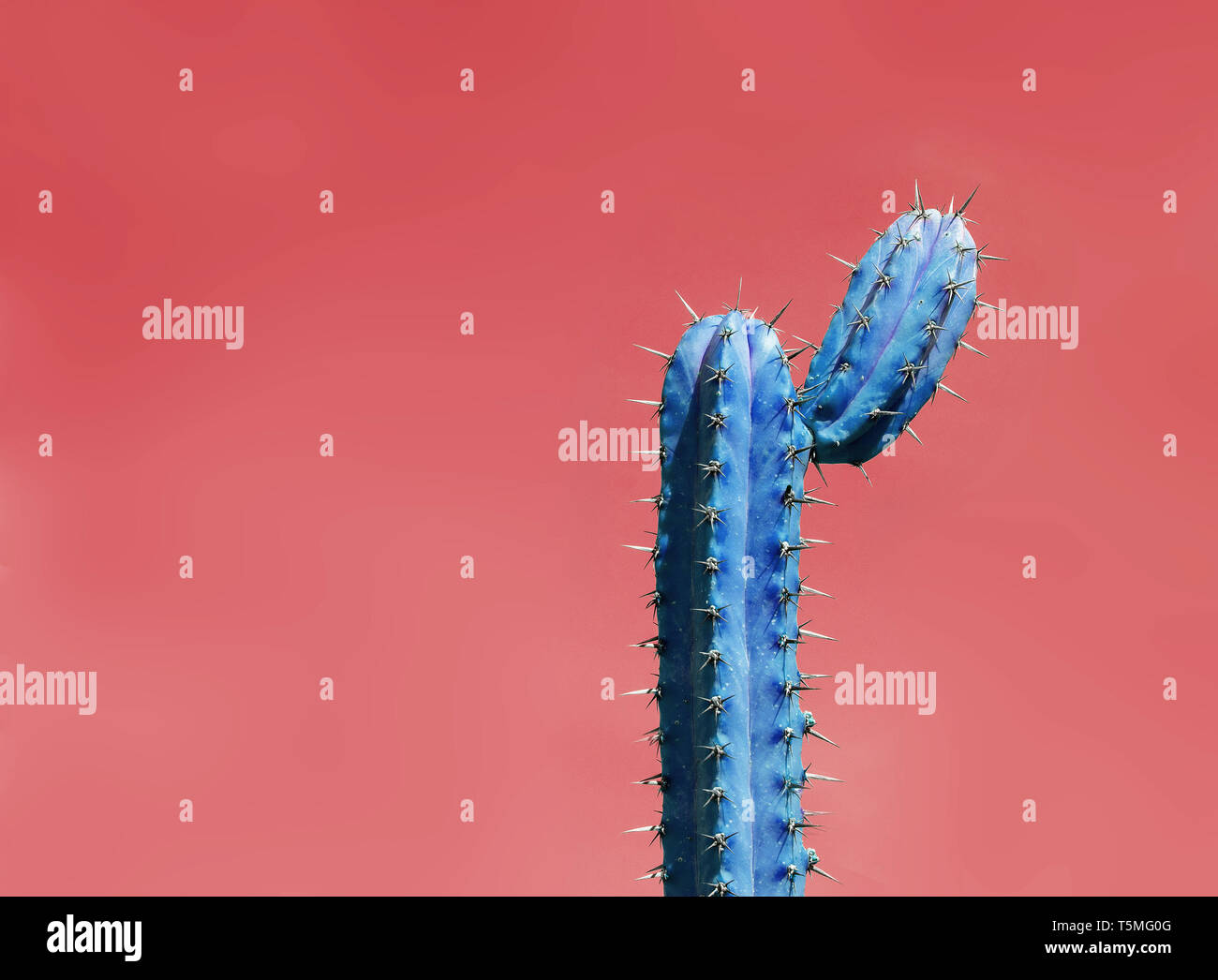 Surrealistic abstract blue thorny cactus with funny shape against red orange sky. Stock Photo