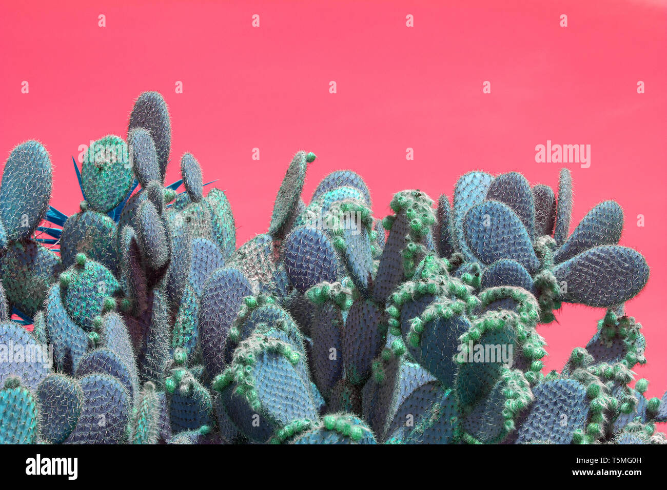 Surrealistic abstract cactus and succulent plants in arid landscape with pink red sky Stock Photo
