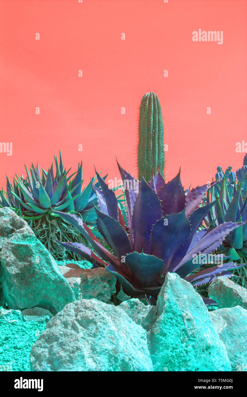 Surrealistic abstract purple color cactus and succulent plants in arid landscape with red orange sky Stock Photo
