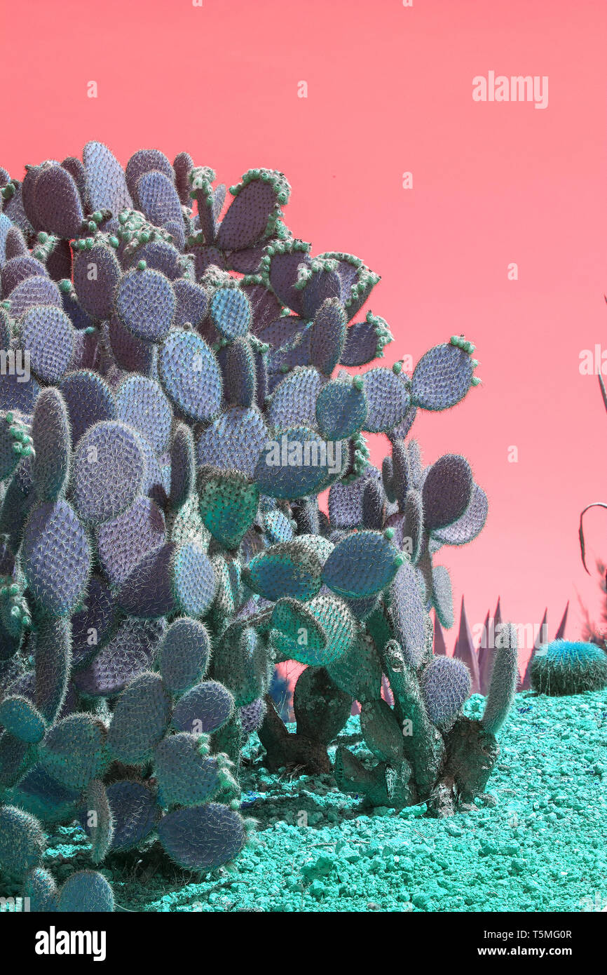 Surrealistic abstract cactus and succulent plants in arid landscape with pink red sky Stock Photo