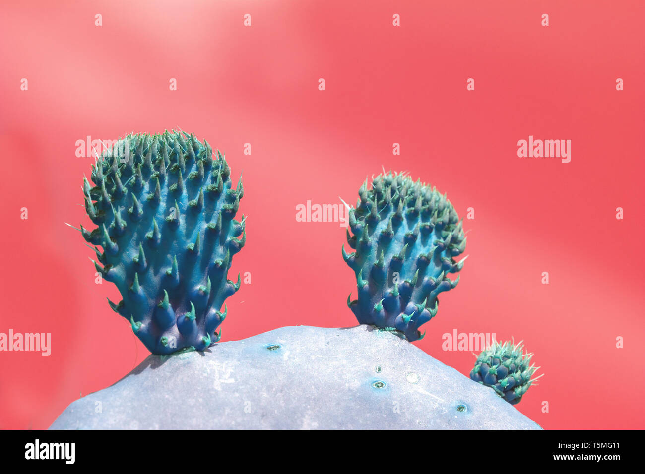 Surrealistic abstract blue thorny cactus with spikes and little fruits against pink orange sky Stock Photo