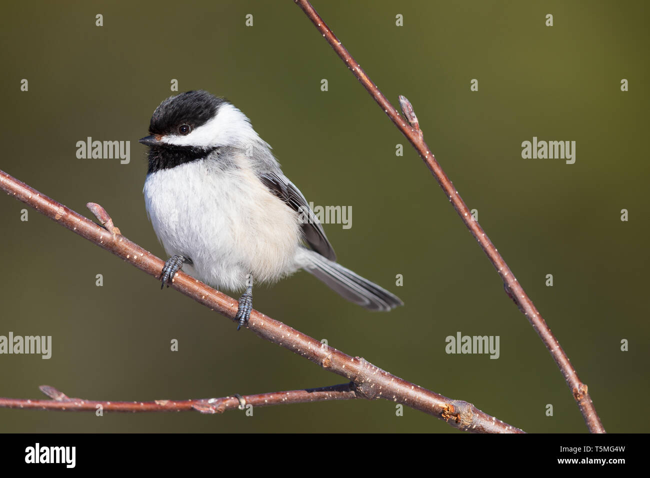 Black-capped chickadee perched in a speckled alder tree. Stock Photo