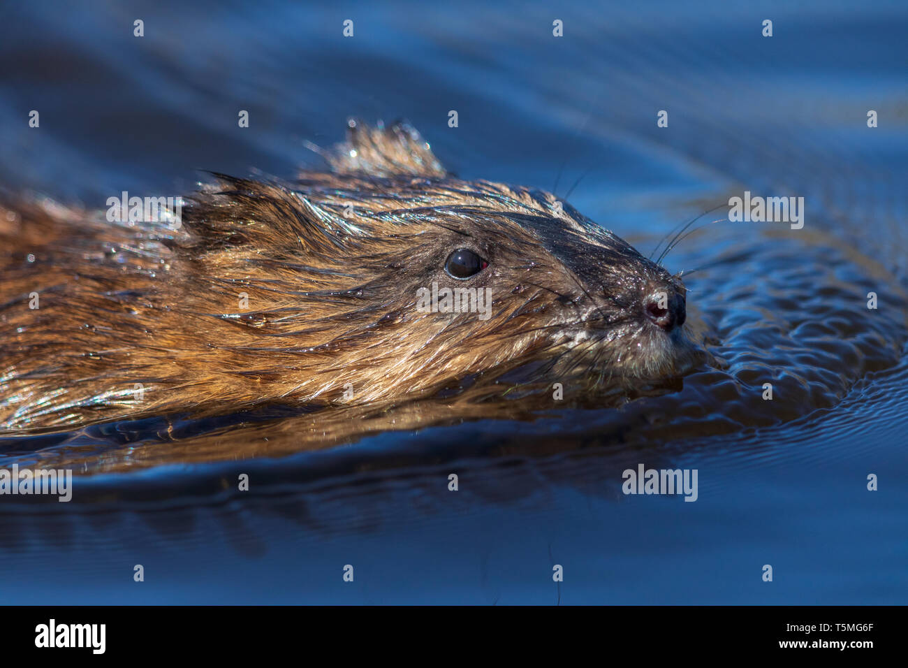 Close up of a muskrat swimming in northern Wisconsin. Stock Photo
