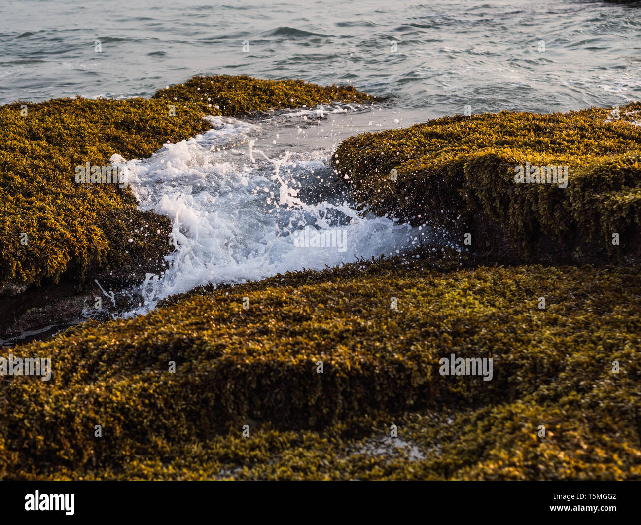 The underwater stones overgrown with algae. Waves hit the stones and spray Stock Photo