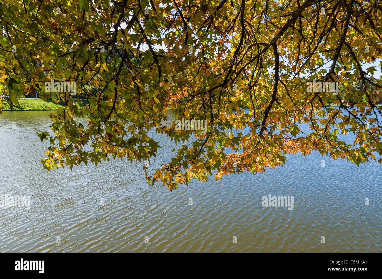 Great concept of autumn, beautiful trees of the genus Platanus with reddish leaves signaling the fall, San Bernardo lake in San Francisco de Paula, Br Stock Photo