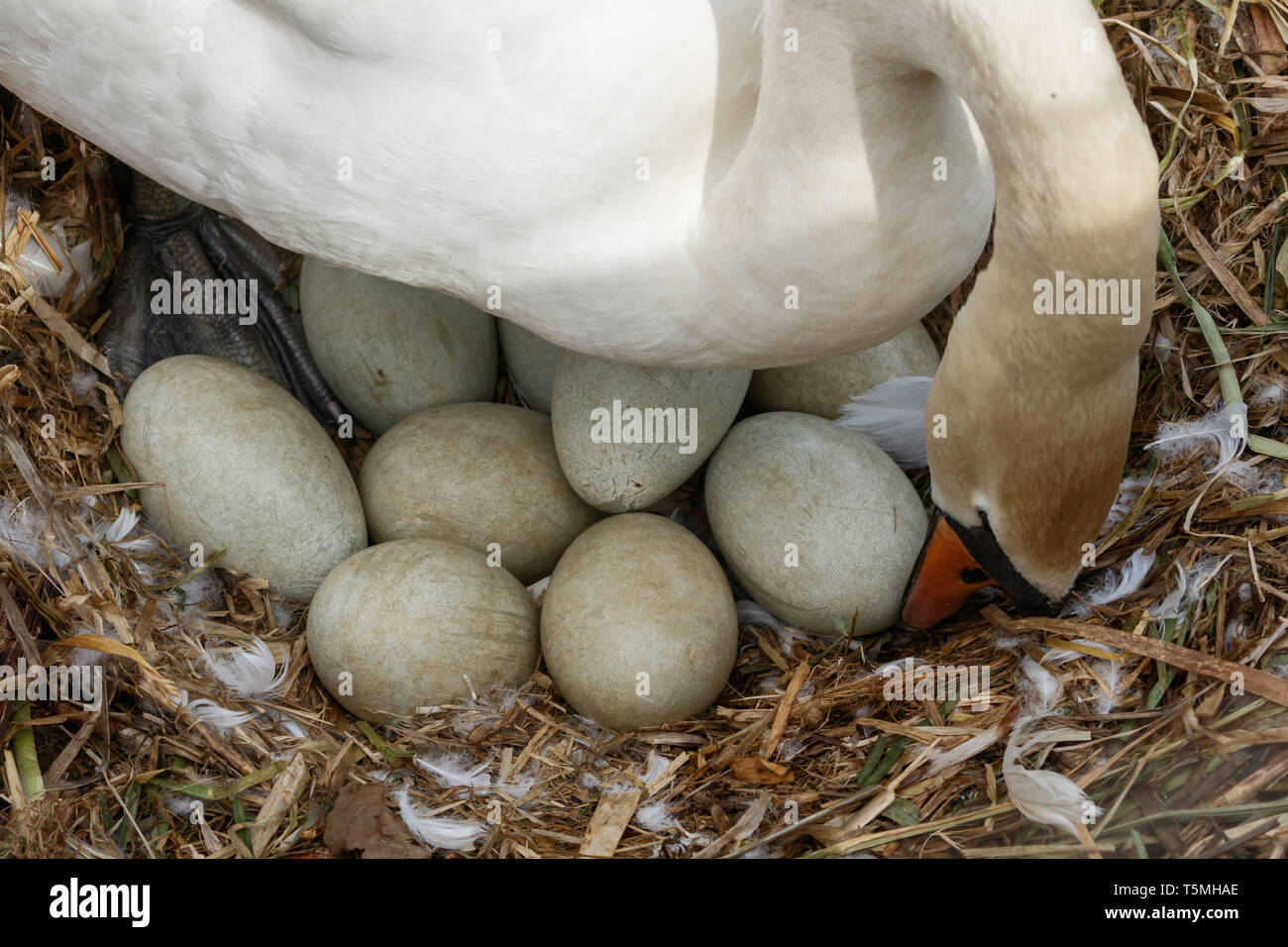 A mute swan on a nest turning the eggs Stock Photo Alamy