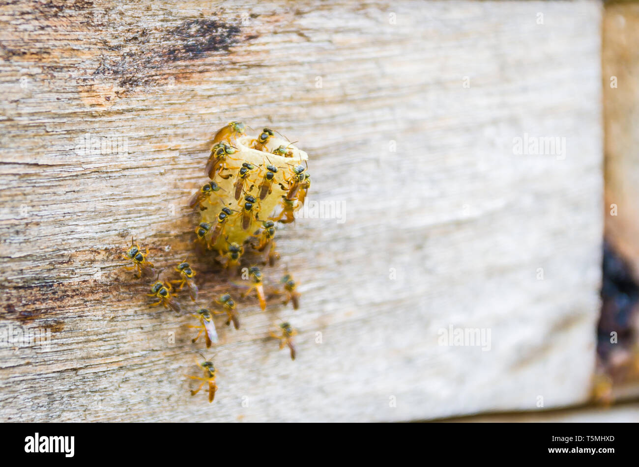 Bee hive without sting, Jataí bee (Tetragonisca angustula) Stock Photo