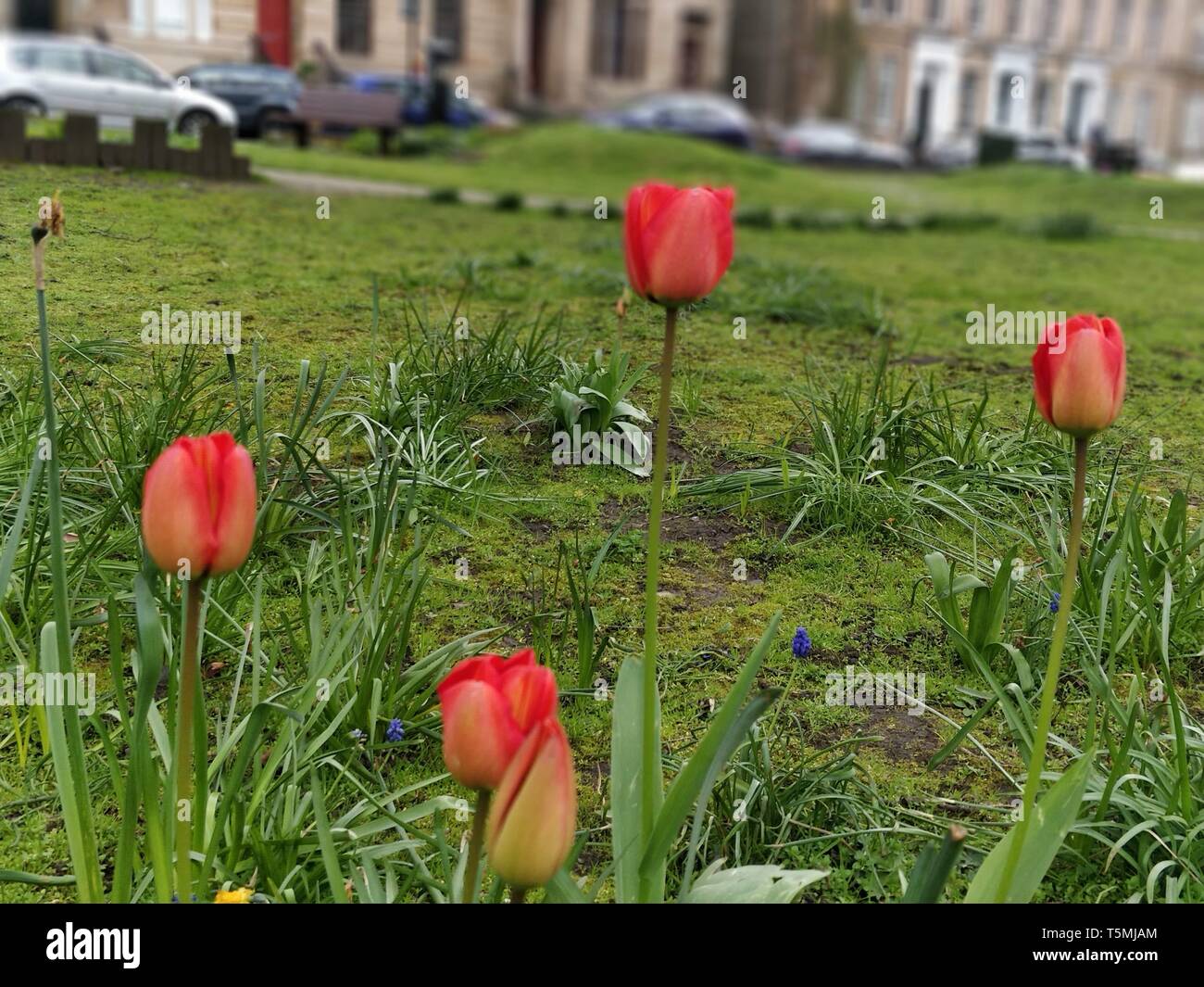 Flower and garden Stock Photo