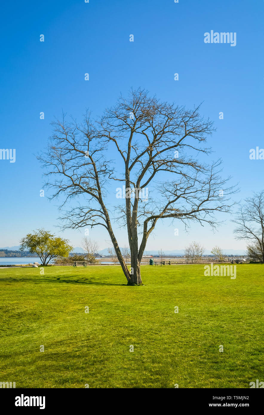 Leafless tree on grass field hi-res stock photography and images - Alamy