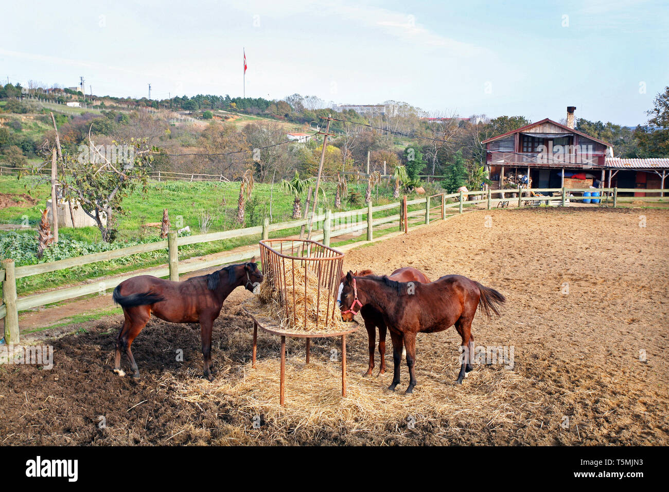 Horse farm in Istanbul, Turkey Stock Photo Alamy