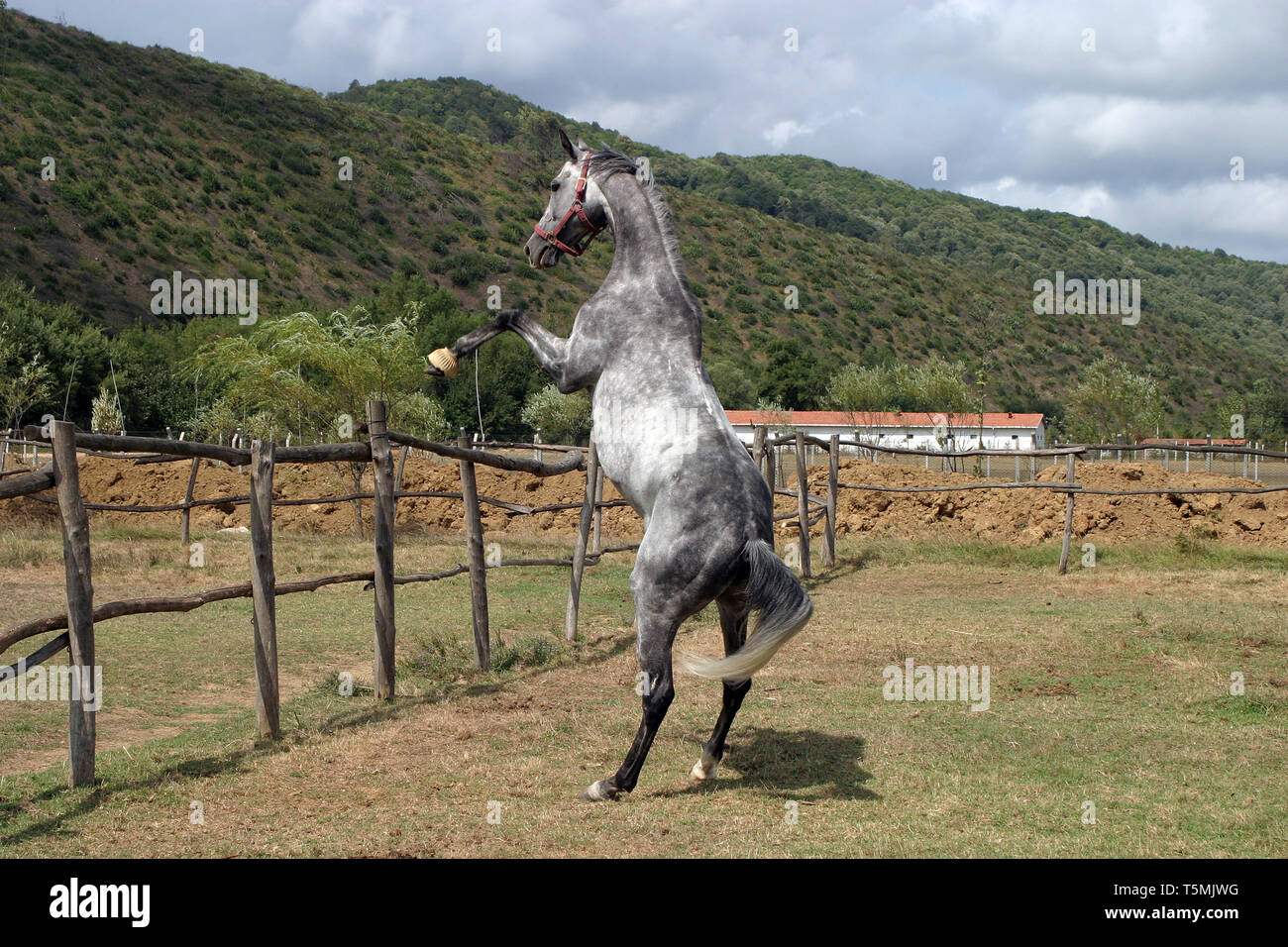 Horse farm in Istanbul, Turkey Stock Photo Alamy