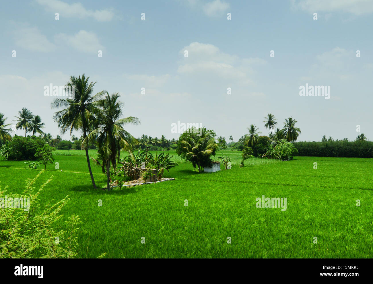 Paddy fields in Tamil Nadu, India. Stock Photo