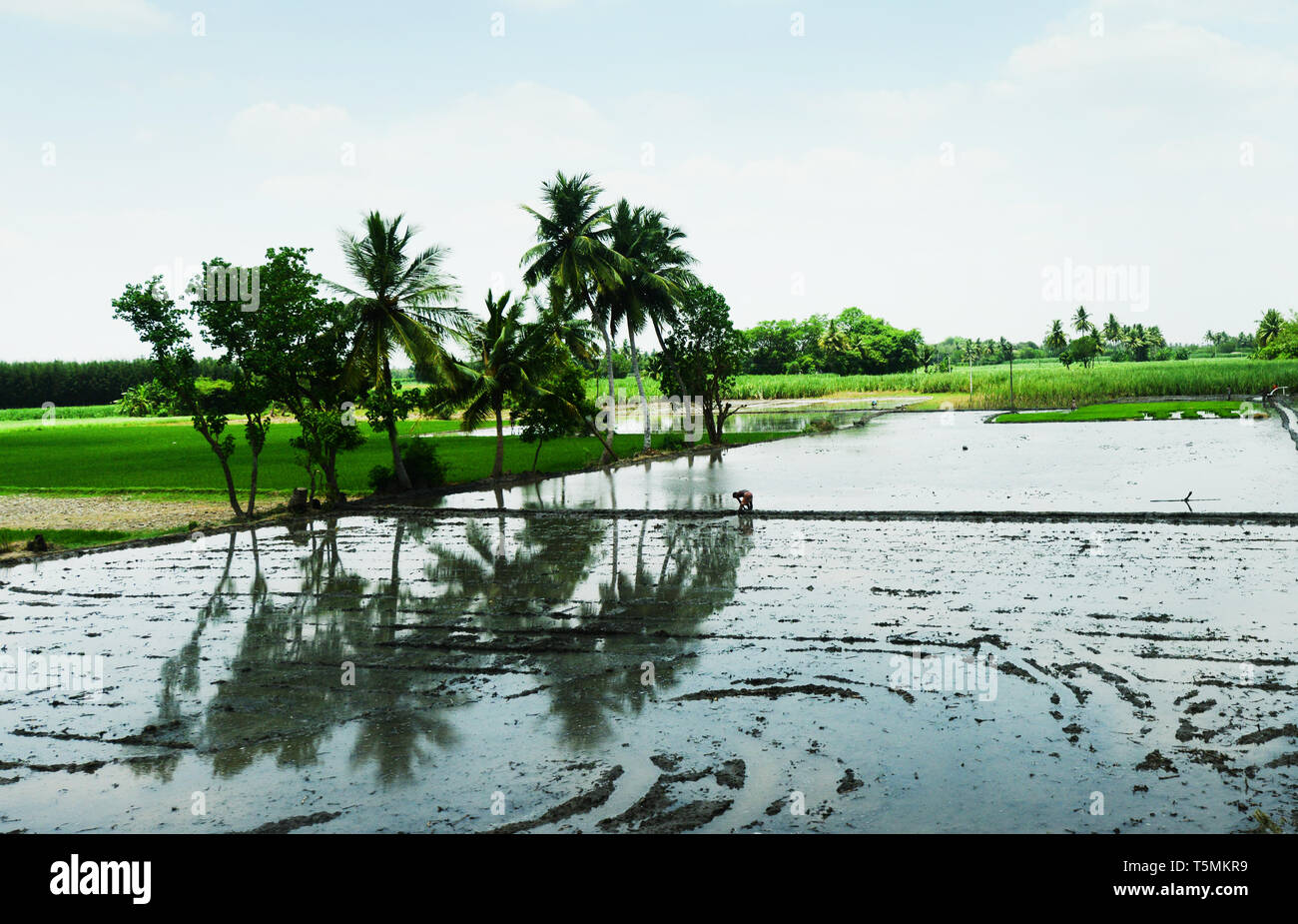 India tamil nadu rice farming hi-res stock photography and images - Alamy
