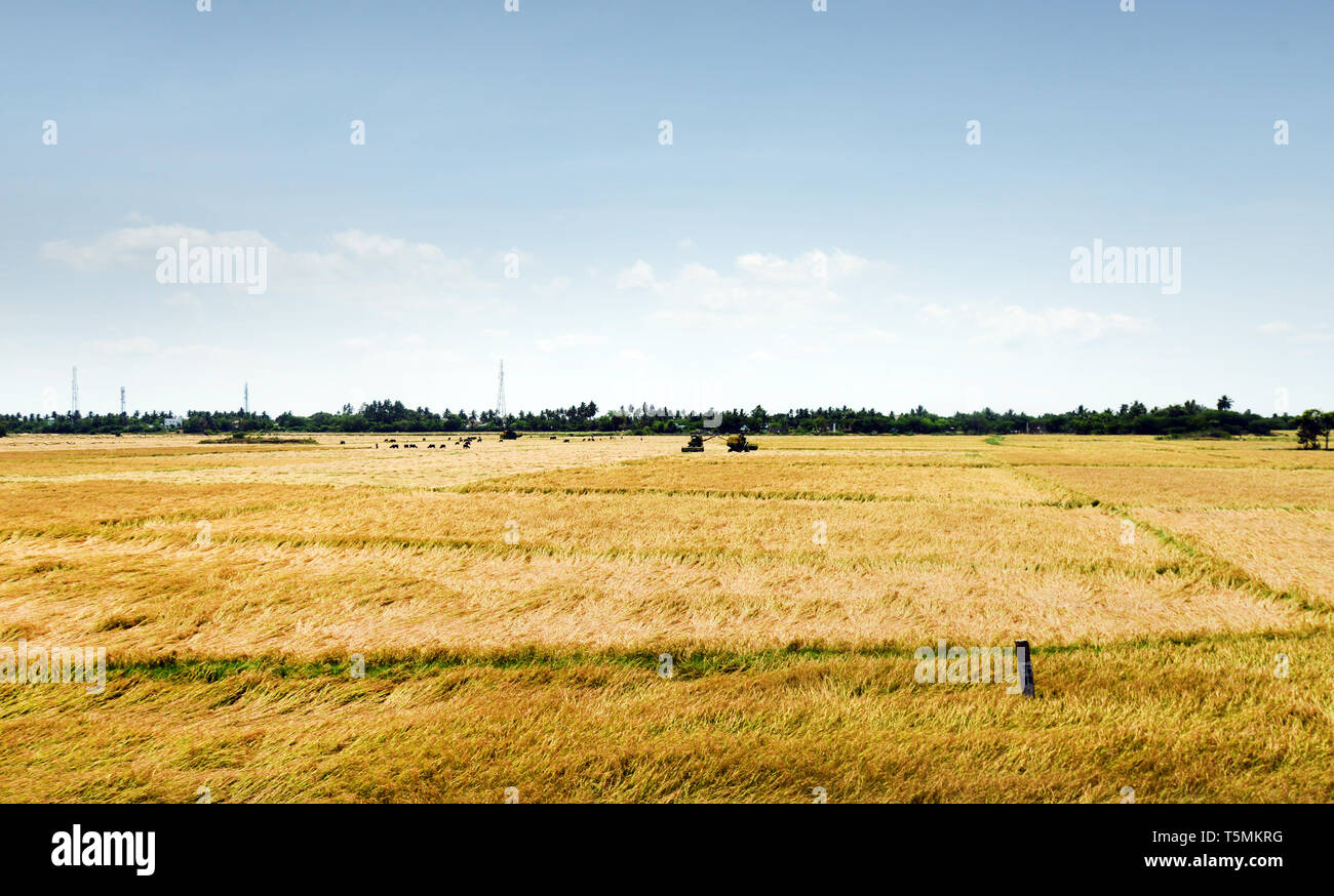 Rice fields of india hi-res stock photography and images - Alamy