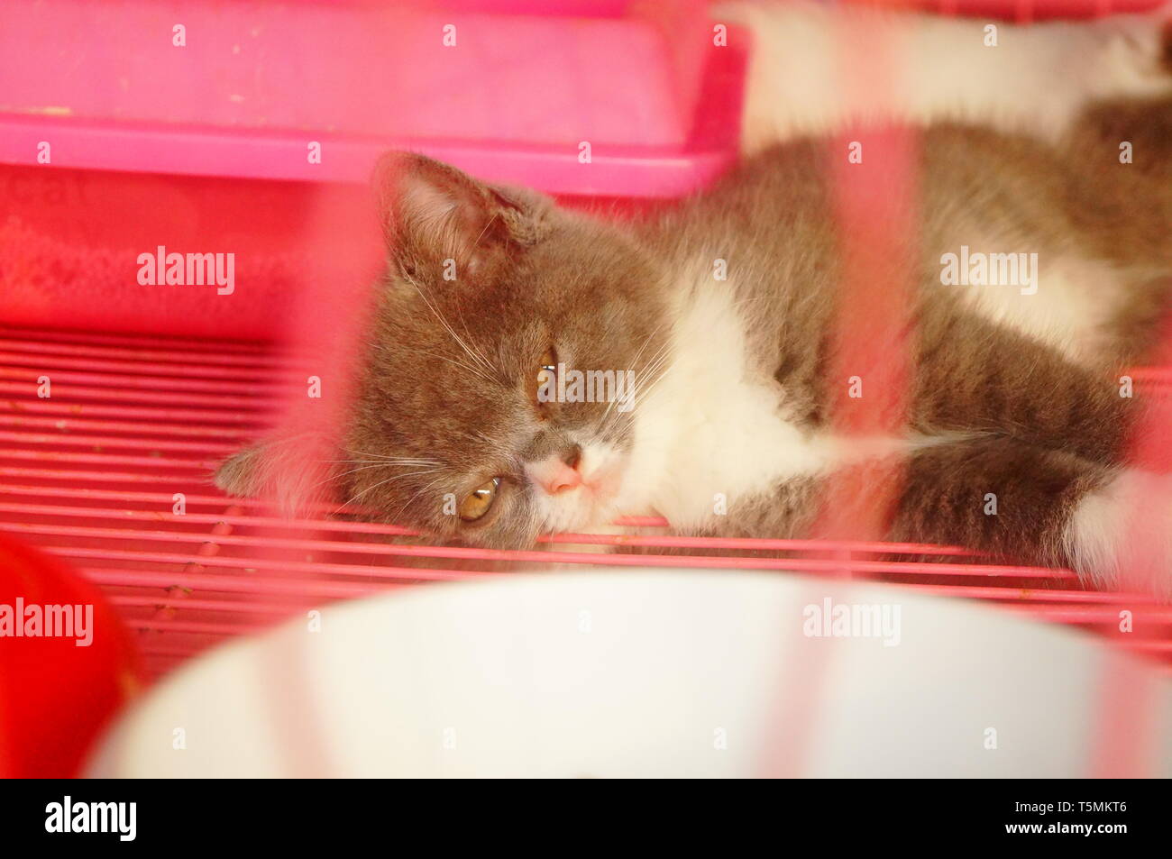 pet shop kittens