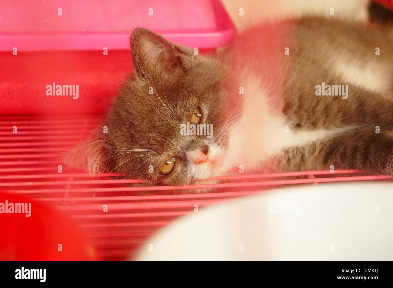 pet shop kittens