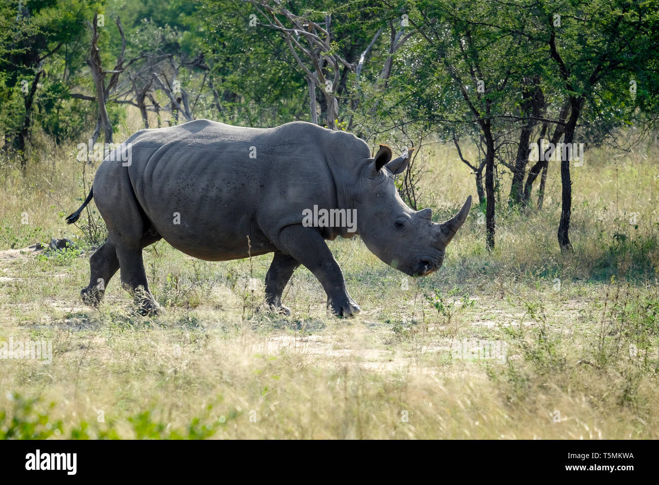 African Black Rhinoceros in the wild Stock Photo