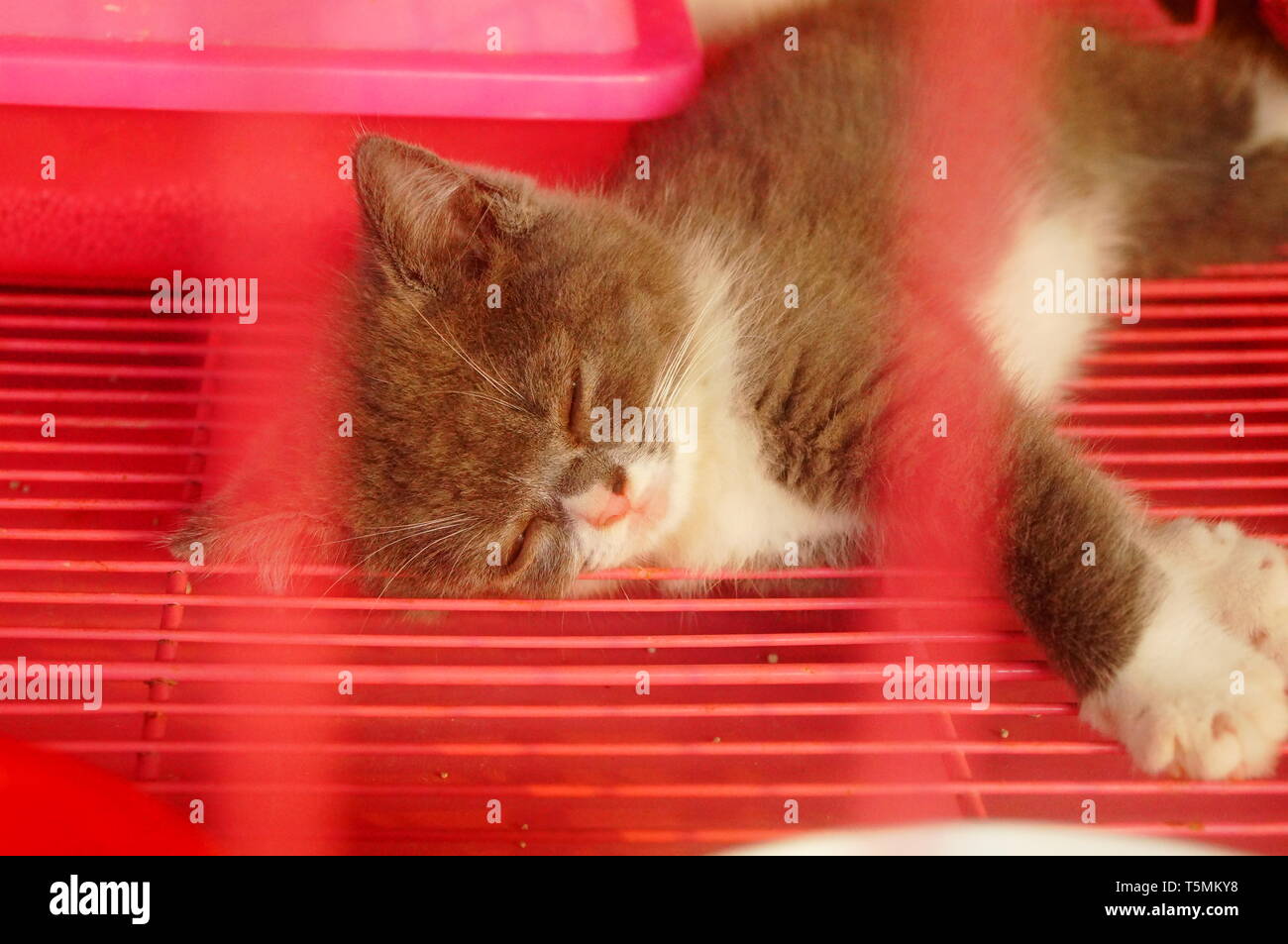 Pet shop kittens hi res stock photography and images Alamy