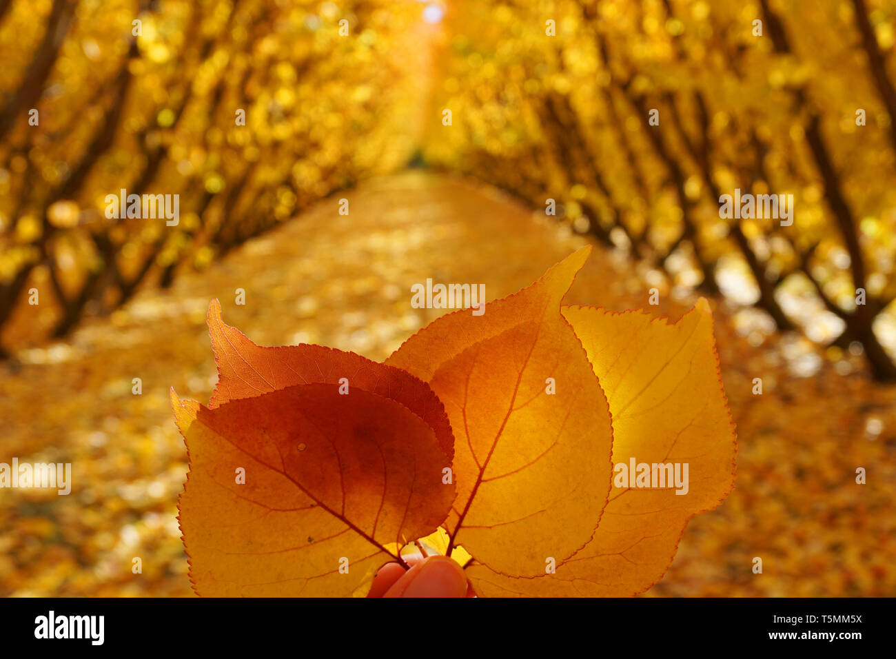 Golden yellow orange red leaf in autumn season close up hand holding with background of symmetric rows of cherry tree fallen yellow leaves in fall Stock Photo