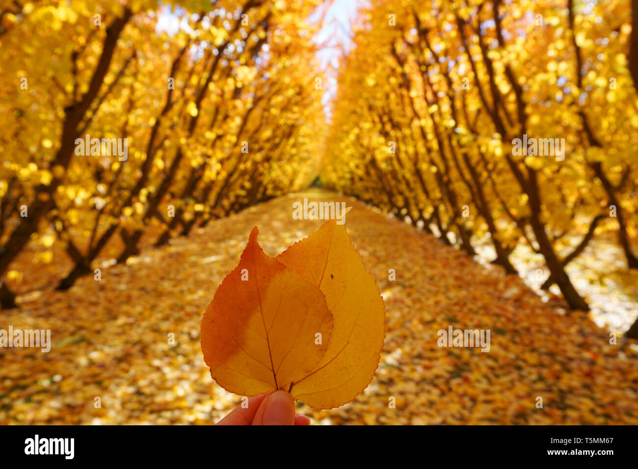 Golden yellow orange red leaf in autumn season close up hand holding with background of symmetric rows of cherry tree fallen yellow leaves in fall Stock Photo