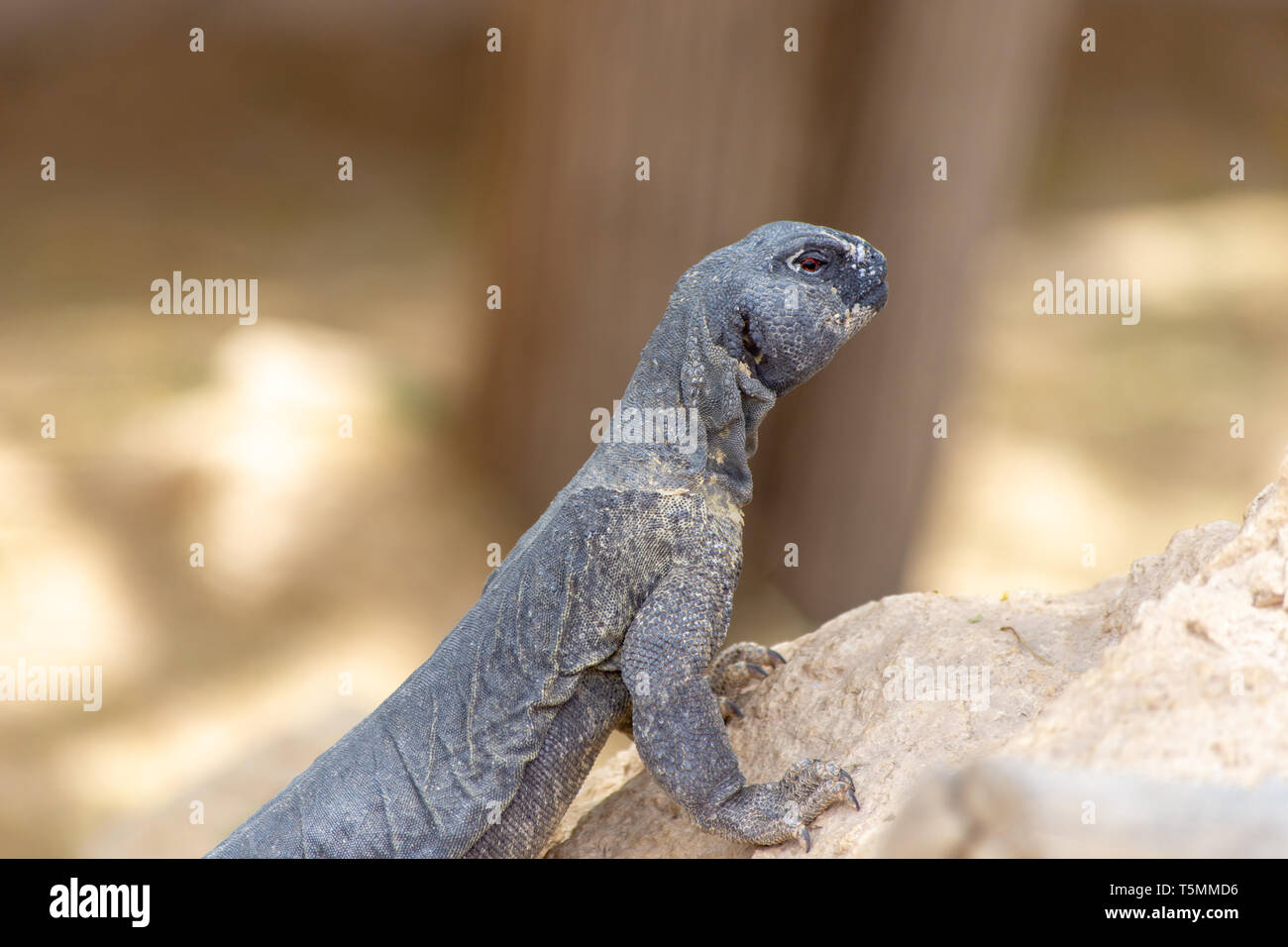 A close up of the head of a green Leiptien's Spiny Tailed Lizard resting on a rock looking around for its next move (Uromastyx aegyptia leptieni). Stock Photo