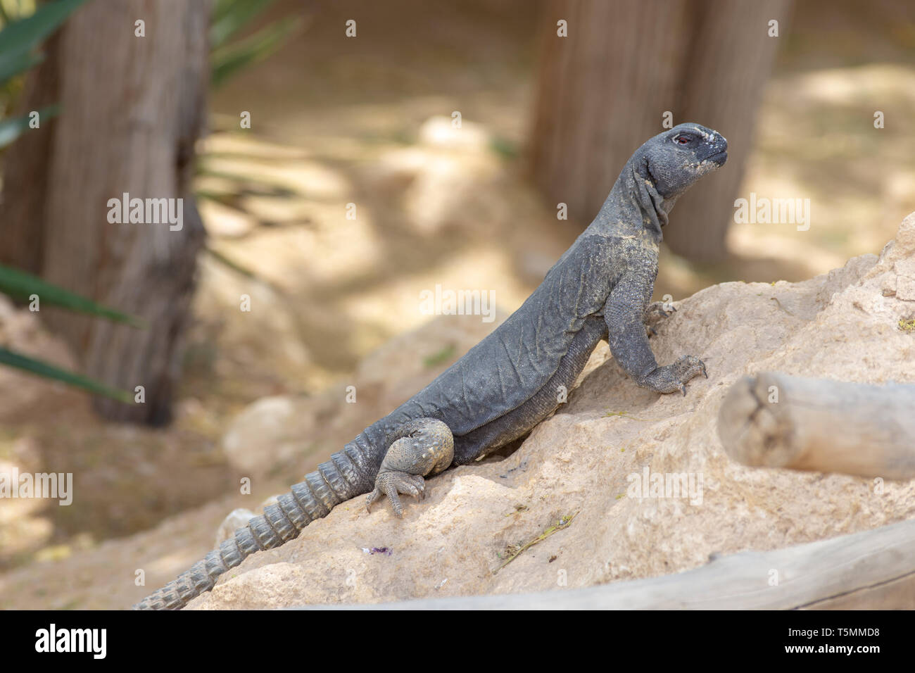 A green Leiptien's Spiny Tailed Lizard resting on a rock looking around for its next move (Uromastyx aegyptia leptieni). Stock Photo