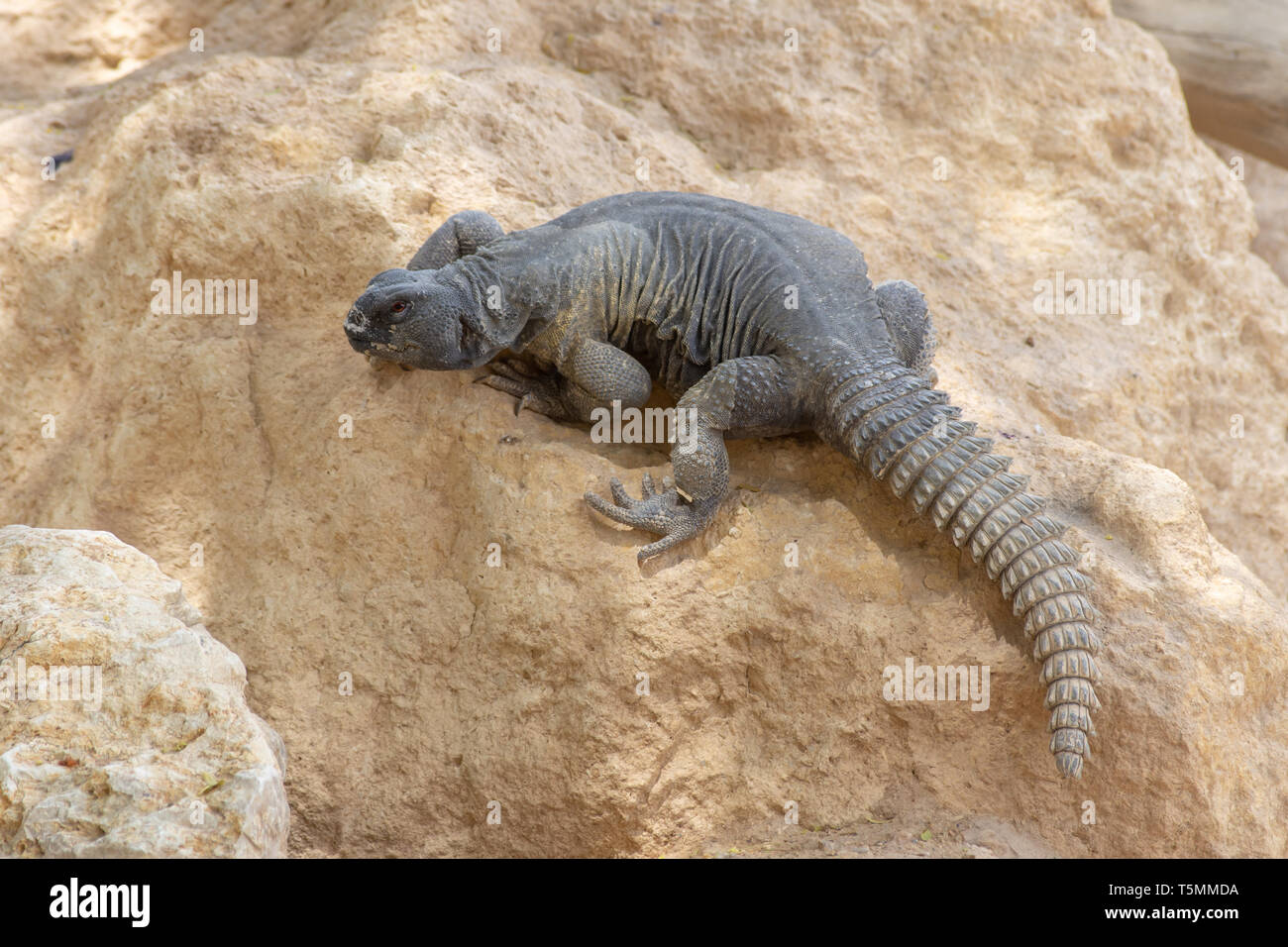 A green Leiptien's Spiny Tailed Lizard resting on a rock looking around for its next move (Uromastyx aegyptia leptieni). Stock Photo