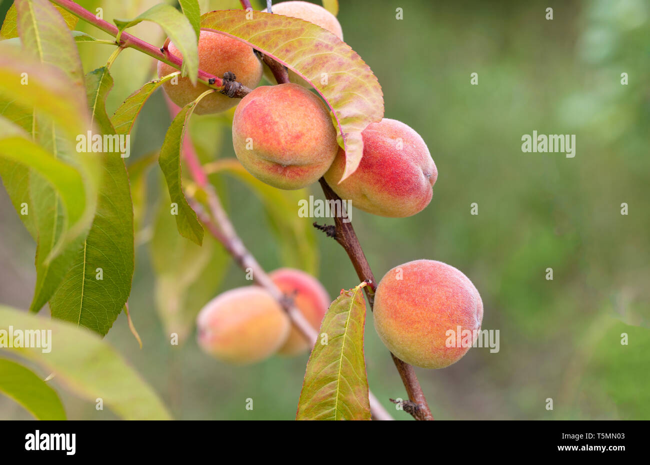Sweet peach fruit growing on a peach tree branch in a summer garden