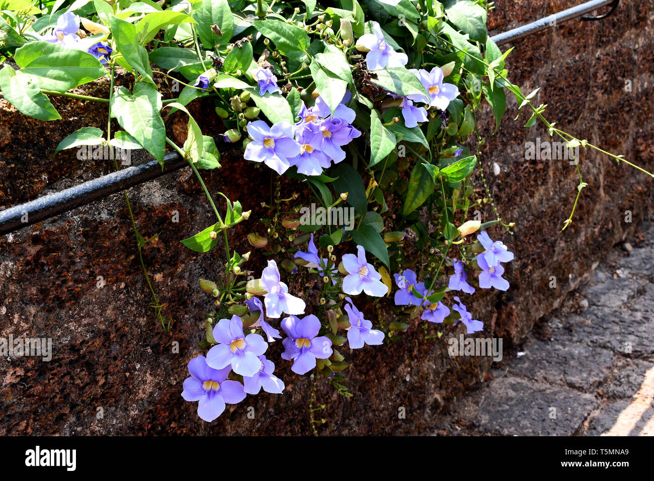Asarina vine and its flowers on a stone wall. Stock Photo