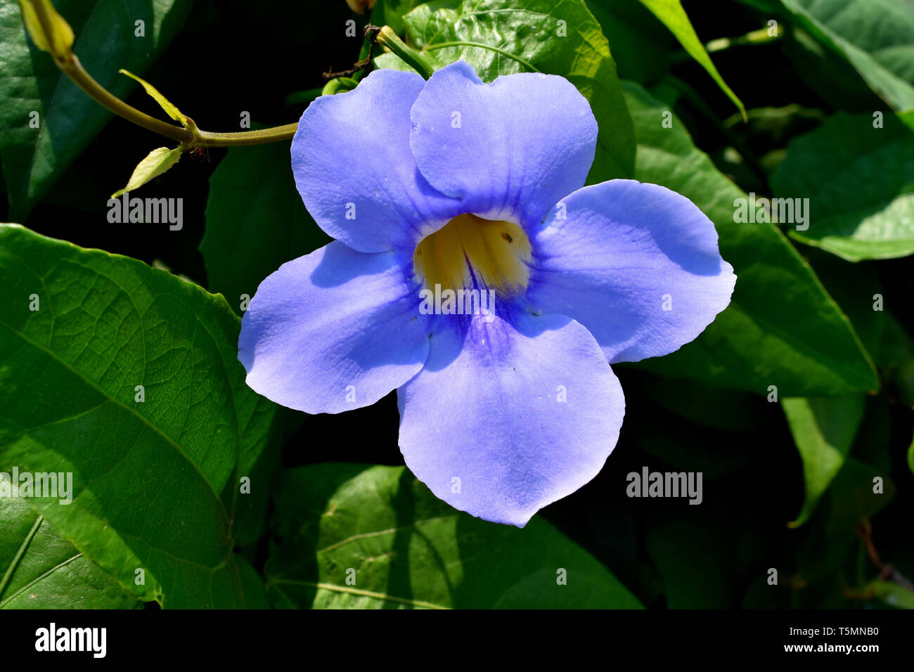 Close up of a light blue Asarina flower. Stock Photo