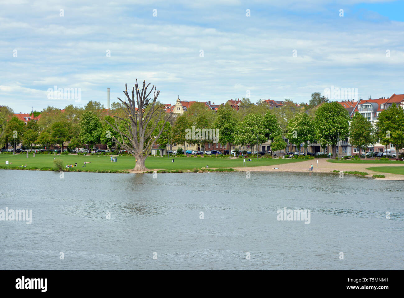 View over lower Neckar river bank with big meadow called 'Neckarwiese' as popular meeting point for people in spring and summer Stock Photo