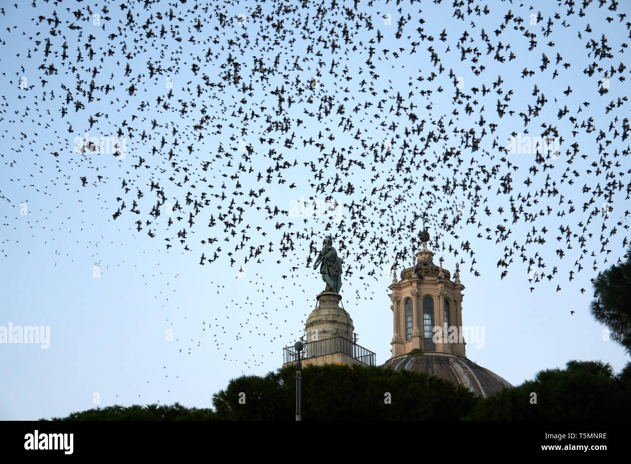 Swarm of birds in Rome Stock Photo - Alamy