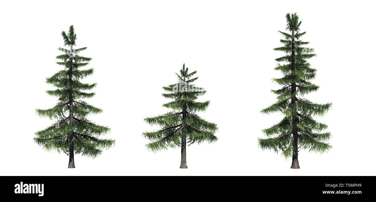 Set of Alaska Cedar trees - isolated on a white background Stock Photo