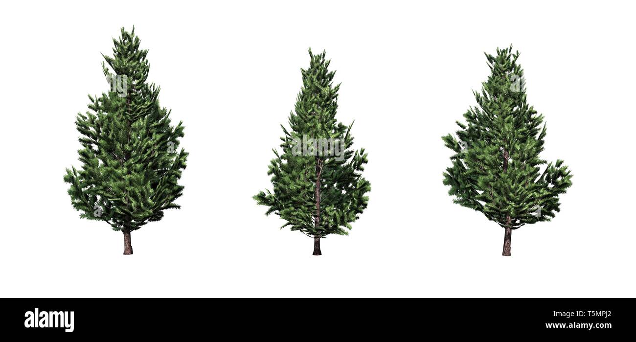 Set of Christmas Scotch Pine trees - isolated on a white background ...